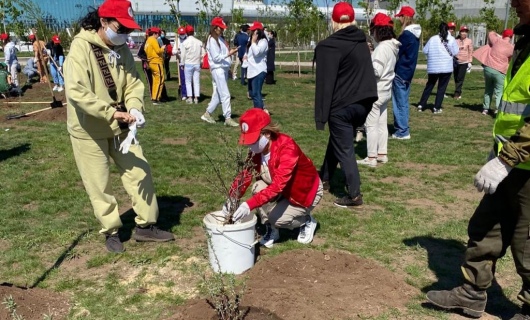 Облепиха Задонского в Нур-Султане